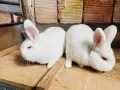 Новозеландски зайци, снимка 4