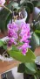 орхидея phalaenopsis violet queen, снимка 1