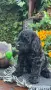 Кавапу Cavapoo F1b, снимка 2