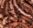 Продавам Калифорнийски червеи (Дендробен) за стръв и компостиране, снимка 1 - Стръв и захранки - 28871431