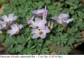 Оксалис (Oxalis adenophylla) – луковици, снимка 1