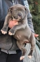 Американско Були Хл/American Bully XL , снимка 6