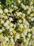 Физокарпус жълт, Physocarpus opulifolius ‘Dart’s Gold’, снимка 1 - Градински цветя и растения - 39879732