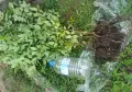 Висококачествен разсад фиданки от медоносното дърво на пчеларя Еводия Даниели (Корейска Акация), снимка 12