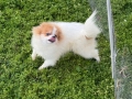 Померан момче , снимка 2