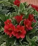 Alstroemeria Colorita Katiana – уникална пъстролистна алстромерия, снимка 3