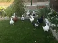 Птодавам гълъби кинг, снимка 1