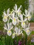 Ирис Dutch White , снимка 1 - Градински цветя и растения - 44406745
