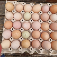Продавам домашни яйца 12лв.картона , снимка 3 - Домашни продукти - 44582097