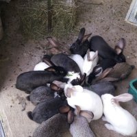 Продавам зайци., снимка 3 - Други животни - 39554621