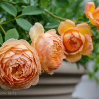 Роза 54, снимка 3 - Градински цветя и растения - 41828015