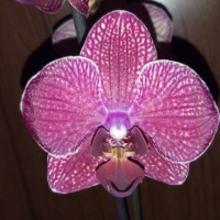 Орхидея фаленопсис Kimono, снимка 1 - Стайни растения - 36037959