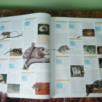 Животни. Animal: The Definitive Visual Guide, снимка 8 - Енциклопедии, справочници - 42162592