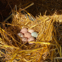 Домашни яйца. Разплодни яйца., снимка 8 - Домашни продукти - 44618193