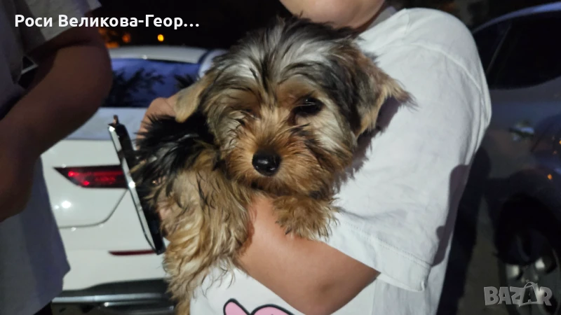 Йоркширски териер - стандарт , снимка 1