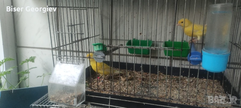 канарчета млади , снимка 1