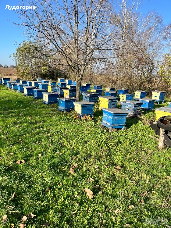 Пчелни кошери Дадан блат, снимка 1