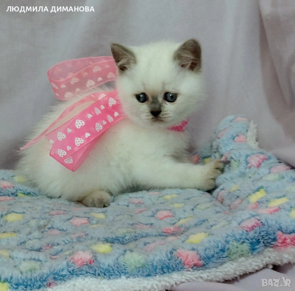 Шотландско мъжко със сини очи , снимка 1