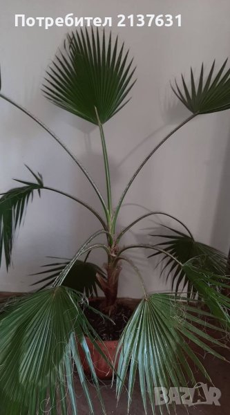 ГОЛЯМА  ПАЛМА ВАШИНГТОН  - около 2 мeтра, снимка 1