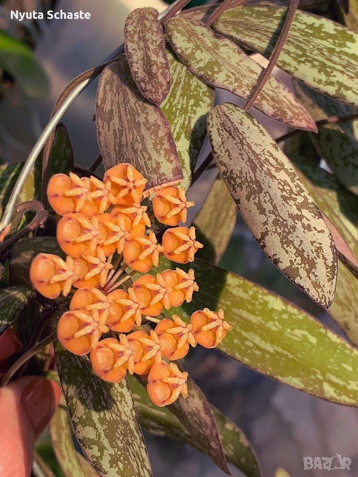 Hoya Sigilatis​ silver​ AH001 , снимка 1