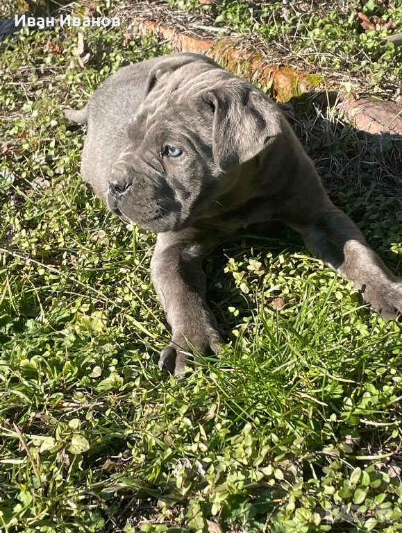 Кане Корсо Сиви, снимка 1