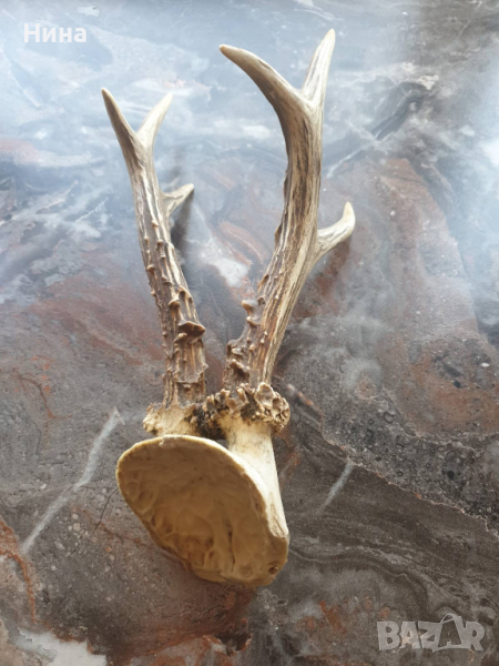 рога от сръндак, снимка 1