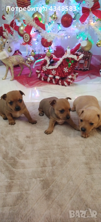 Пинчер, снимка 1