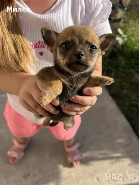 Шпиц, снимка 1