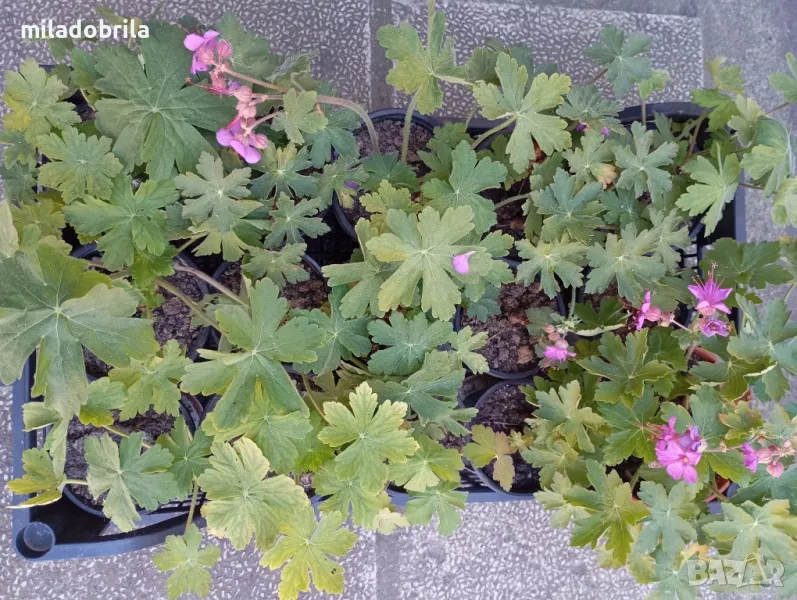 Здравец и други многогодишни градински цветя , снимка 1