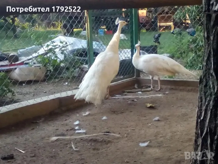 Бели и чернокрили пауни , снимка 1