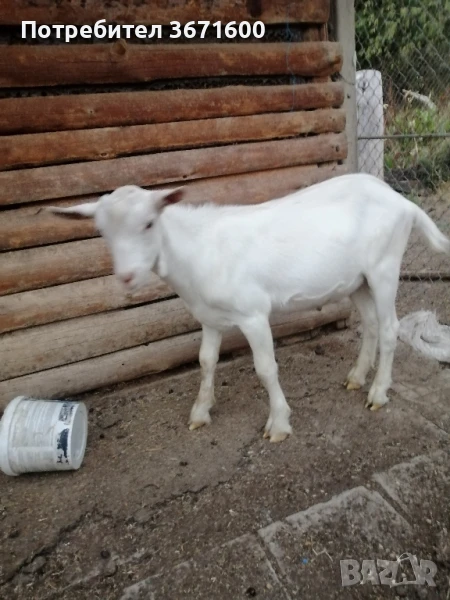 Продавам мъжки ярета, снимка 1