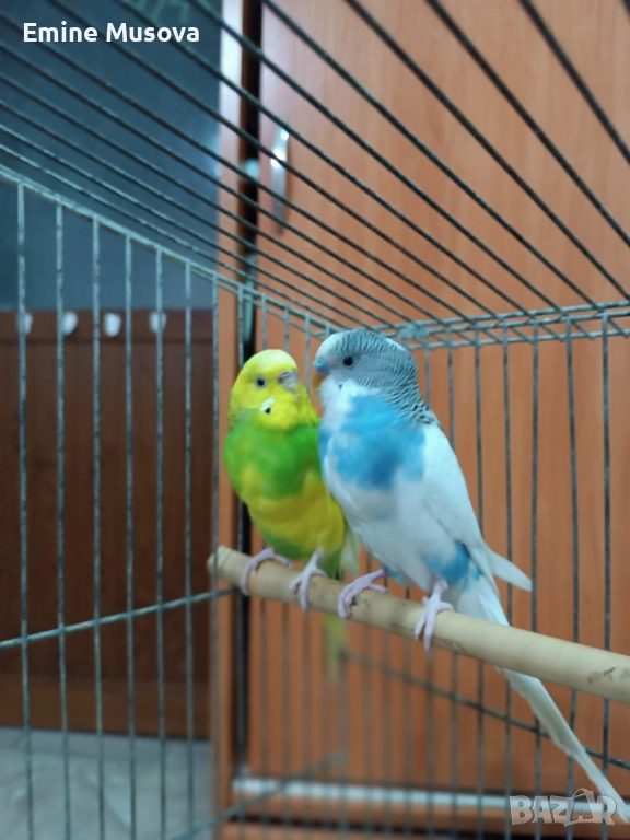 Вълнисти папагали, снимка 1