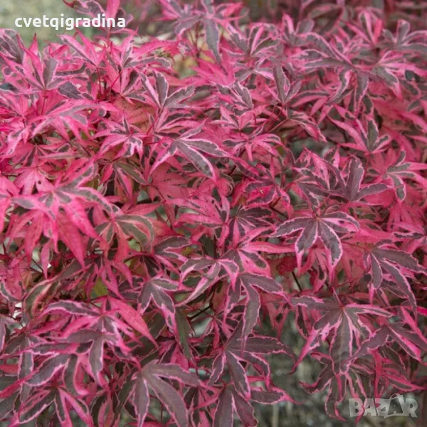 Acer palm. Shirazz Variegated , снимка 1