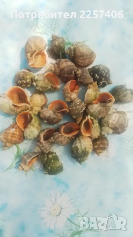 Рапани , снимка 12 - Декорация за дома - 51026365