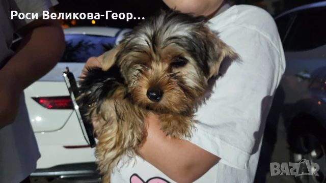 Йоркширски териер - стандарт , снимка 1