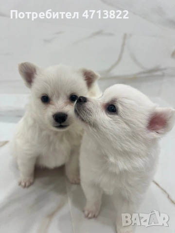 Кученца порода померан-шпиц, снимка 2 - Померан - 53583142