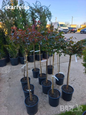 Щтамтови рози