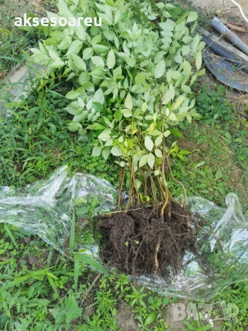 Нова здрава Еводия над метър Фиданки от медоносното дърво на пчеларя разсад високи дръвчета , снимка 13 - Разсади - 51647548