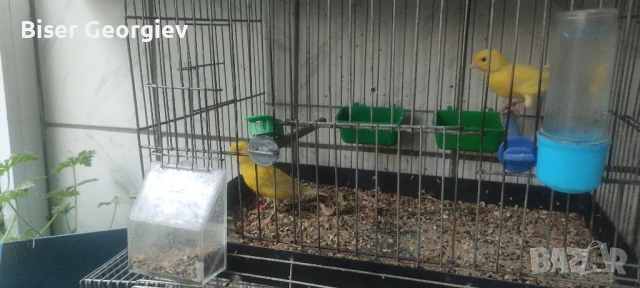 канарчета млади 