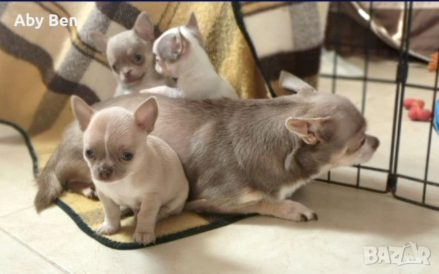 Продавам кученца чихуахуа, снимка 3 - Чихуахуа - 53862789