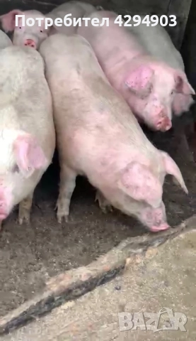 Продавам прасета, снимка 2 - Прасета - 52915594