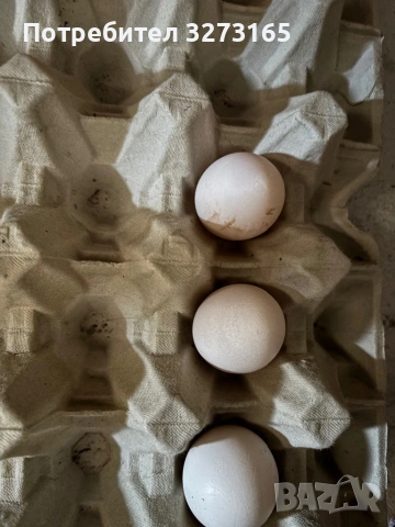 Чифт декоративни кокошки Холандски бантам , снимка 4 - Кокошки и пуйки - 53753314