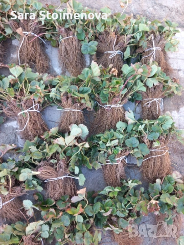 Разсад ягоди, снимка 3 - Разсади - 53769626