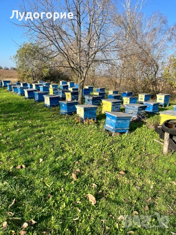 Пчелни кошери Дадан блат