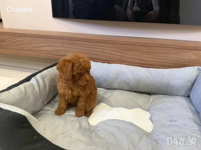 Той Пудел Момиче / Toy Poodle Girl, снимка 4 - Померан - 55655687