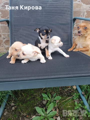 Малки пинчерчета, снимка 3 - Пинчер - 52975157