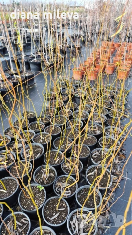 Къдрава върба ‘Тортуоса’, (Salix matsudana ‘Tortuosa’), снимка 8 - Градински цветя и растения - 53639320
