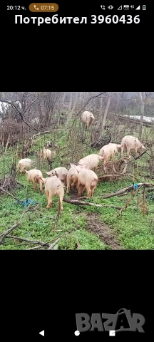 продавам прасета от 20 до 45 кг, снимка 2 - Прасета - 52878929