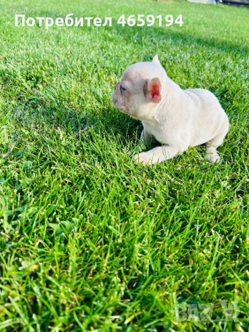 Френски Булдог, снимка 5 - Френски булдог - 52517082