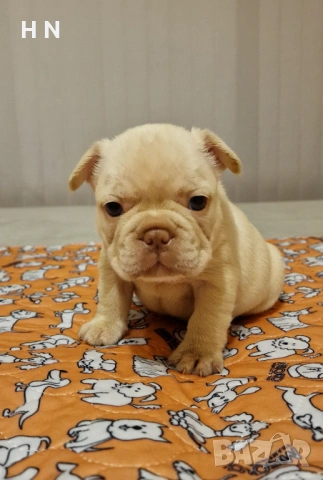 Френски булдог бебета - родословен Баща 